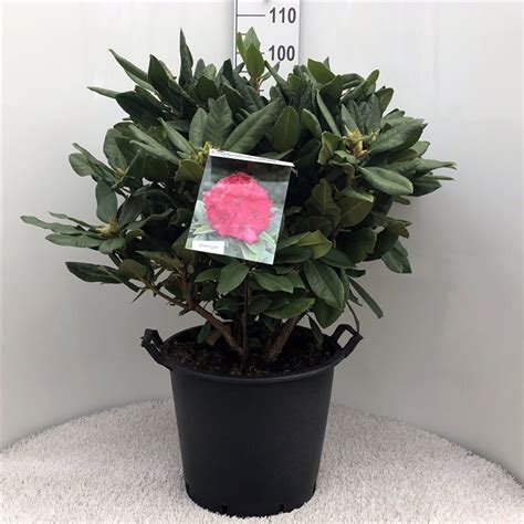 Rhododendron Pearce S American Beauty Plant Wholesale Floraccess