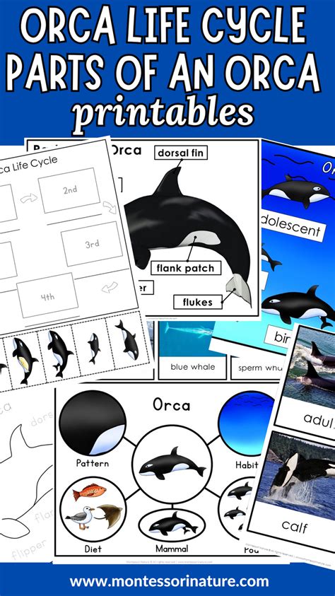 Orca Printables And Hands On Whale Themed Activities In 2024 Orca