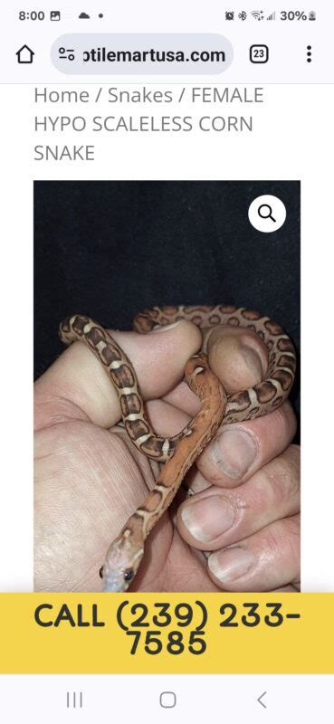 FEMALE HYPO SCALELESS CORN SNAKE Reptile Mart