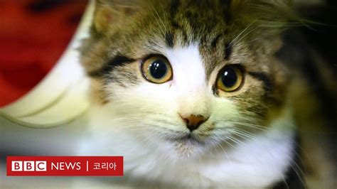 코로나19 선전시 중국 최초로 개 고양이 식용 금지령 Bbc News 코리아