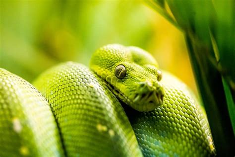 Top 10 Cutest Snake Breeds In The World Ranked