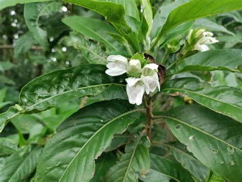 Adulsa Plant Also Called Malabar Nut Justicia Adhatoda Commonly Known