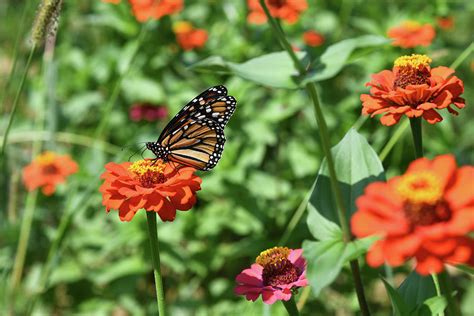 Monarch Camouflage Photograph by Robert Tubesing - Fine Art America