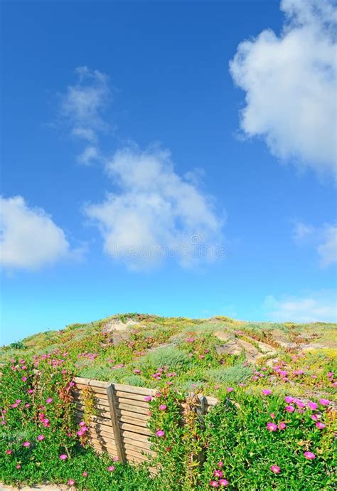 Flores Cor De Rosa Em Dunas De Areia Foto De Stock Imagem De Cena