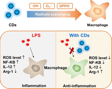 Carbon Dots Derived From Citric Acid And Glutathione As A Highly