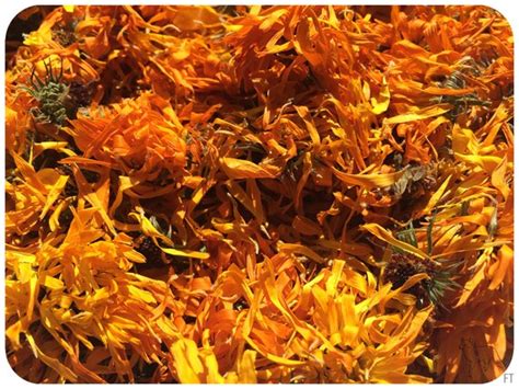 1 Ounce Dried Organic Calendula Flowers