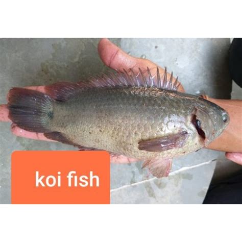 Mozambique Tilapia Fish Seed For Fish Farming At 2 Piece In Pune