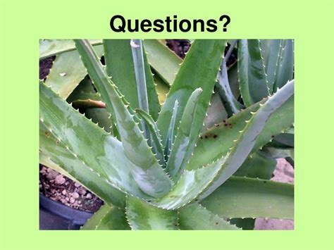 Ppt Aloe Vera Powerpoint Presentation Free Download Id 9665927