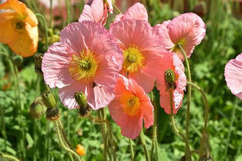 Pink Poppies 2 Photograph by Linda Brody - Pixels