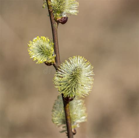 Flowering Willow Twigs On A Bright Sunny Spring Day Stock Photo Image