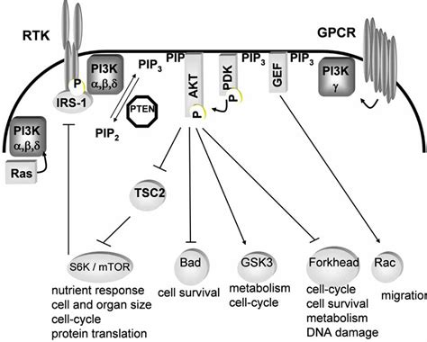 General Scheme Of The Ptenpi3kakt Pathway Download Scientific Diagram