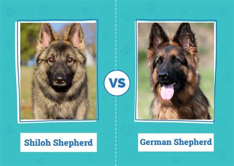 Shiloh Shepherd vs. German Shepherd: Main Differences (With Pictures ...