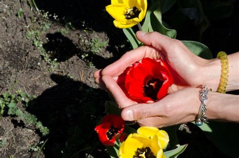 Premium Photo Womans Hand Holding A Tulip Flower Hug The Flowers And