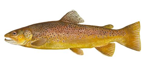 Brown Trout, Where to catch Brown Trout - Fishing Spots