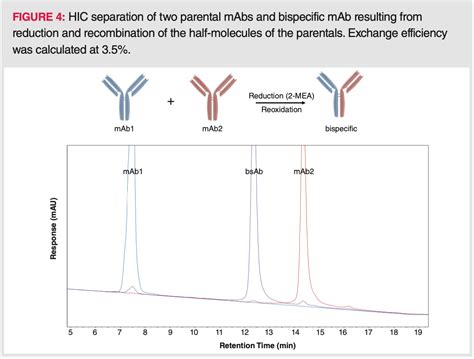 Hydrophobic Interaction Chromatography (HIC) for the Characterization of Therapeutic Monoclonal ...