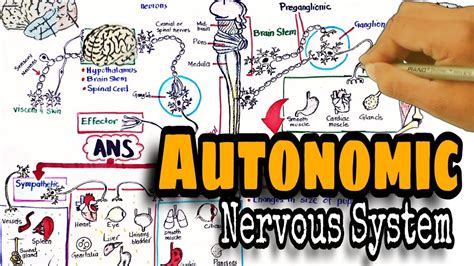 Autonomic Nervous System Pharmacology Ans Sympathetic