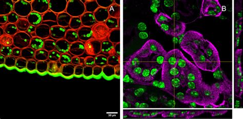 Microscòpia Òptica OM Servei de Microscòpia SM UAB Barcelona