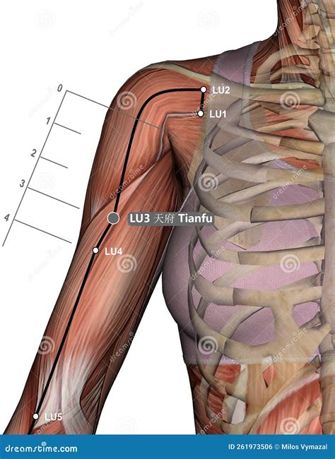 Drawing Acupuncture Point Lu Tianfu D Illustration Muscular System