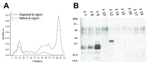 Non Denaturing And Denaturing Analysis Of Native And Digested β Vignin