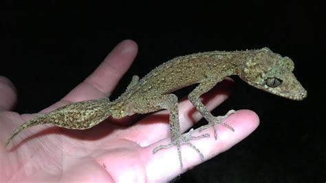 Five New Species Of Gecko Discovered In Photos Miami Herald