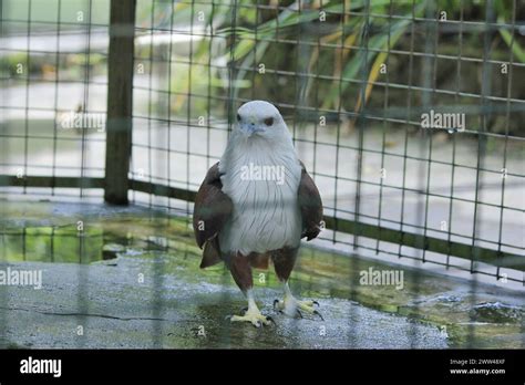 Bondol eagle (Haliastur indus) species of birds of prey from the Accipitridae family. Its ...