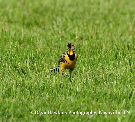 Eastern Meadowlark State Of Tennessee Wildlife Resources Agency