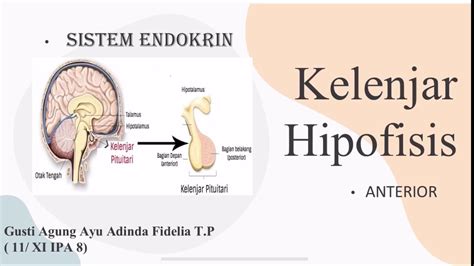 Kelenjar Hipofisis Bagian Anterior Alexander Rampling