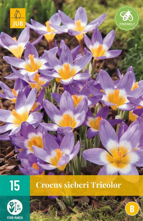 Krokus Sieberi Tricolor Bollen Bloembollen Kopen Goedkoop