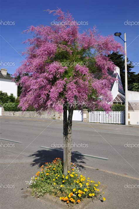 Tamarix tree blooming — Stock Photo © Christian #12104578