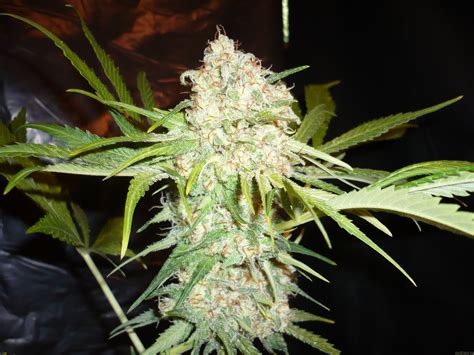 All pictures of Super Skunk (Sensi Seeds) into the strain-gallery