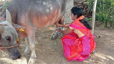 Village Evening Routine Buffalo Milking Village Life Milking