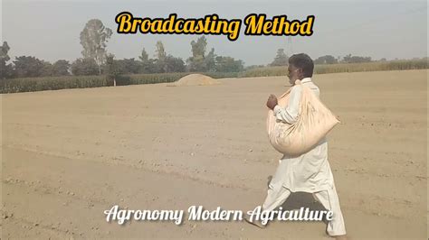 Broadcasting Sowing Method Of Wheat Crop Youtube