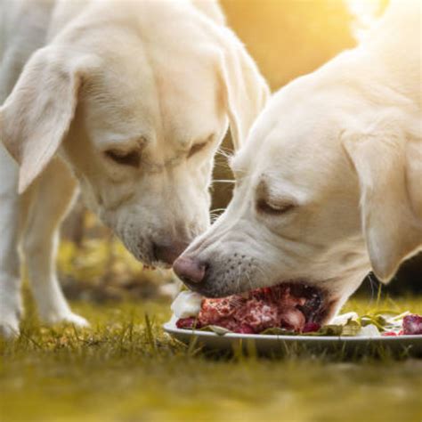 Natural Food Dog Delights: Fueling Canine Vitality with Nature's Goodness!