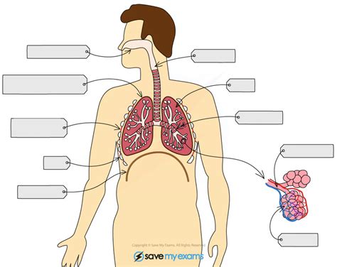 Biology Structure Of The Breathing System Diagram Quizlet