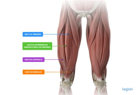 Quad Focused Workouts The 13 Best Quad Exercises Legion