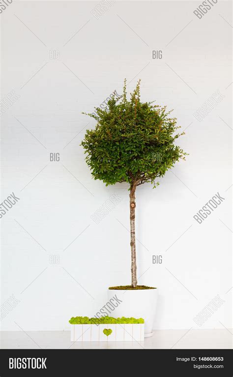 Potted Evergreen Image & Photo (Free Trial) | Bigstock