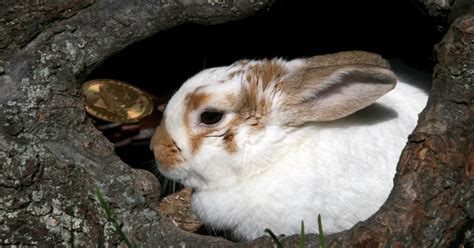 Panik der Elite vor Kryptowährungen oder wo der Hase im Pfeffer