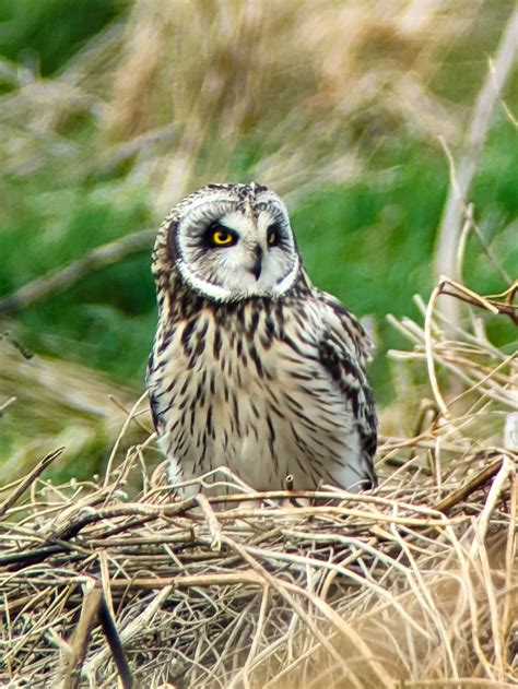 Short Ear Owl Birdforum