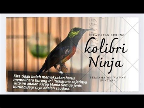 Perawatan Burung Konin Gacor Dari Ombyokan Dan Kupas Tuntas Bersama Om