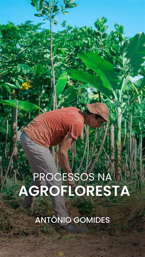 Manual Da Agrofloresta Tenha Uma Vida Viva E Abundante Atrav S Da