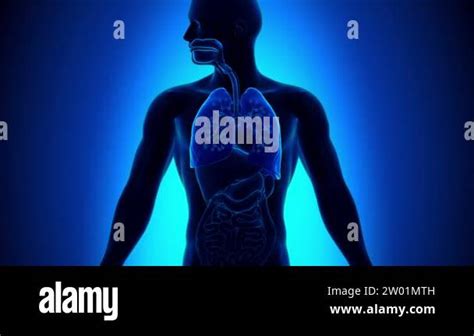 Bronchioles asthma Stock Videos & Footage - HD and 4K Video Clips - Alamy