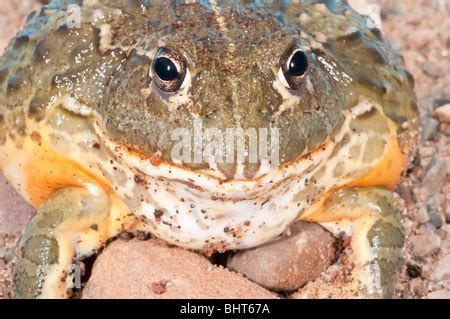 African Bullfrog Pyxicephalus Adspersus Aggressive Amphibian Native