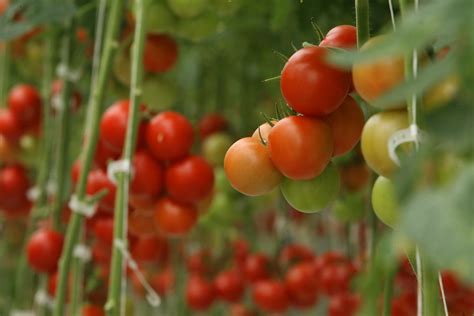 Growing Tomato Plants Indoors: A Comprehensive Guide – Planting Guys