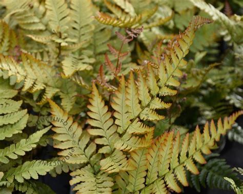 Dryopteris Erythrosora Prolifica Kopen Rode Sluiervaren