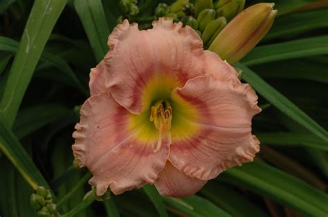 Hemerocallis ‘jedi Free Spirit Lis Dun Jour Daylily Jardins