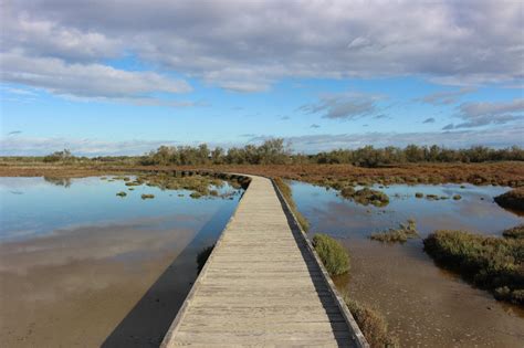 Camargue Le Sentier Gratuit De La Marette Accessible Pour La Saison