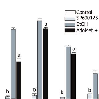 Effect Of AdoMet On JNK Activity A Western Blot B Densitometric