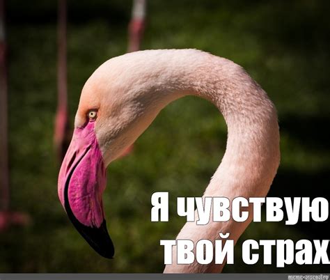 Мем: "Я чувствую твой страх" - Все шаблоны - Meme-arsenal.com