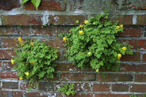 10 Best Flowering Plants That Deer Will Not Eat