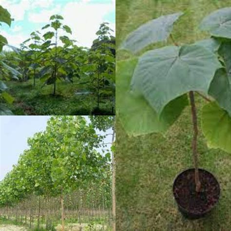 Seeds for Planting, Paulownia Elongata Seeds, Empress Tree, Paulownia ...